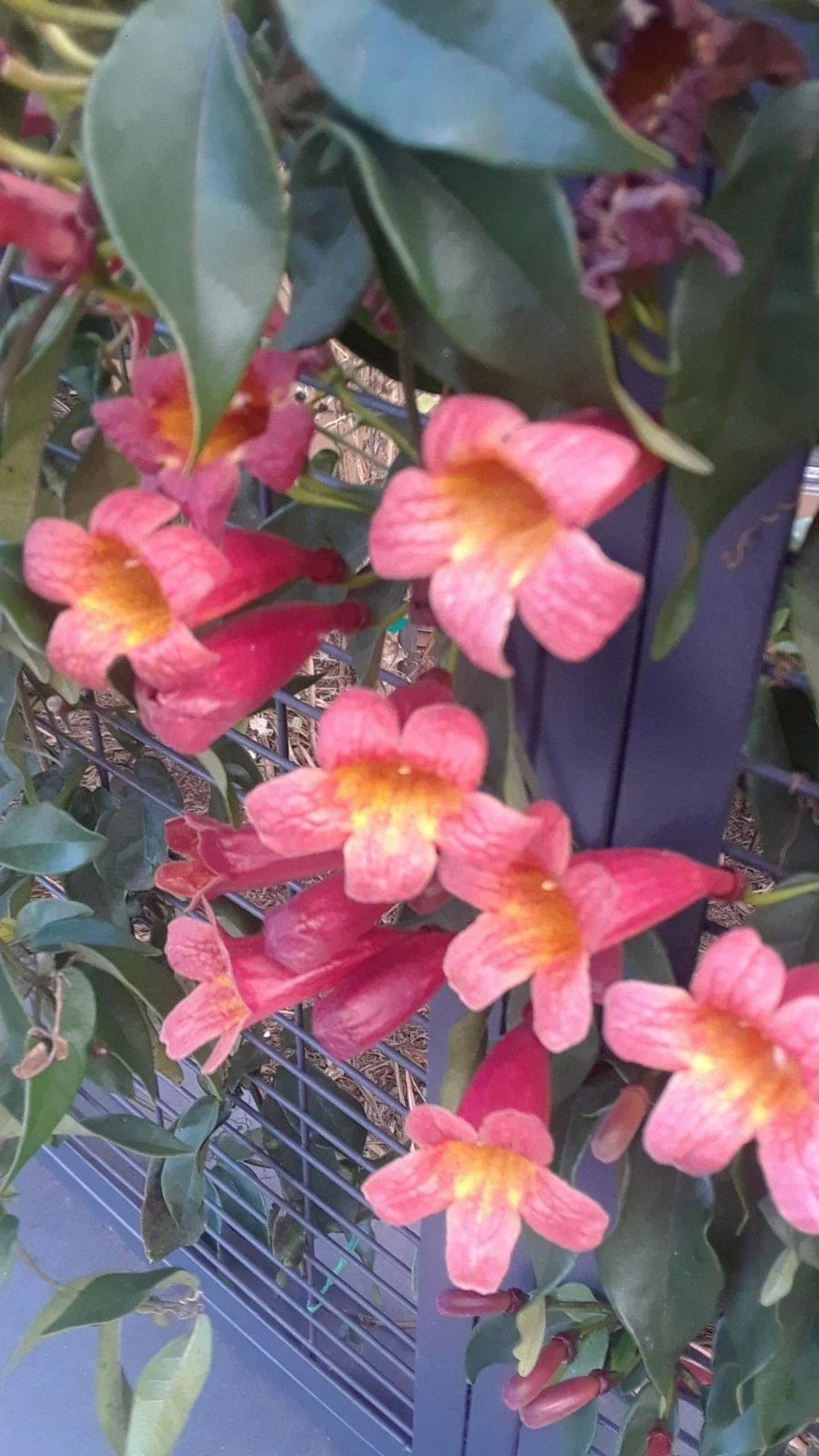 Crossvine Live Vines 10-Pack - Rare Wild Bignonia Capreolata - Southern Alabama Native
