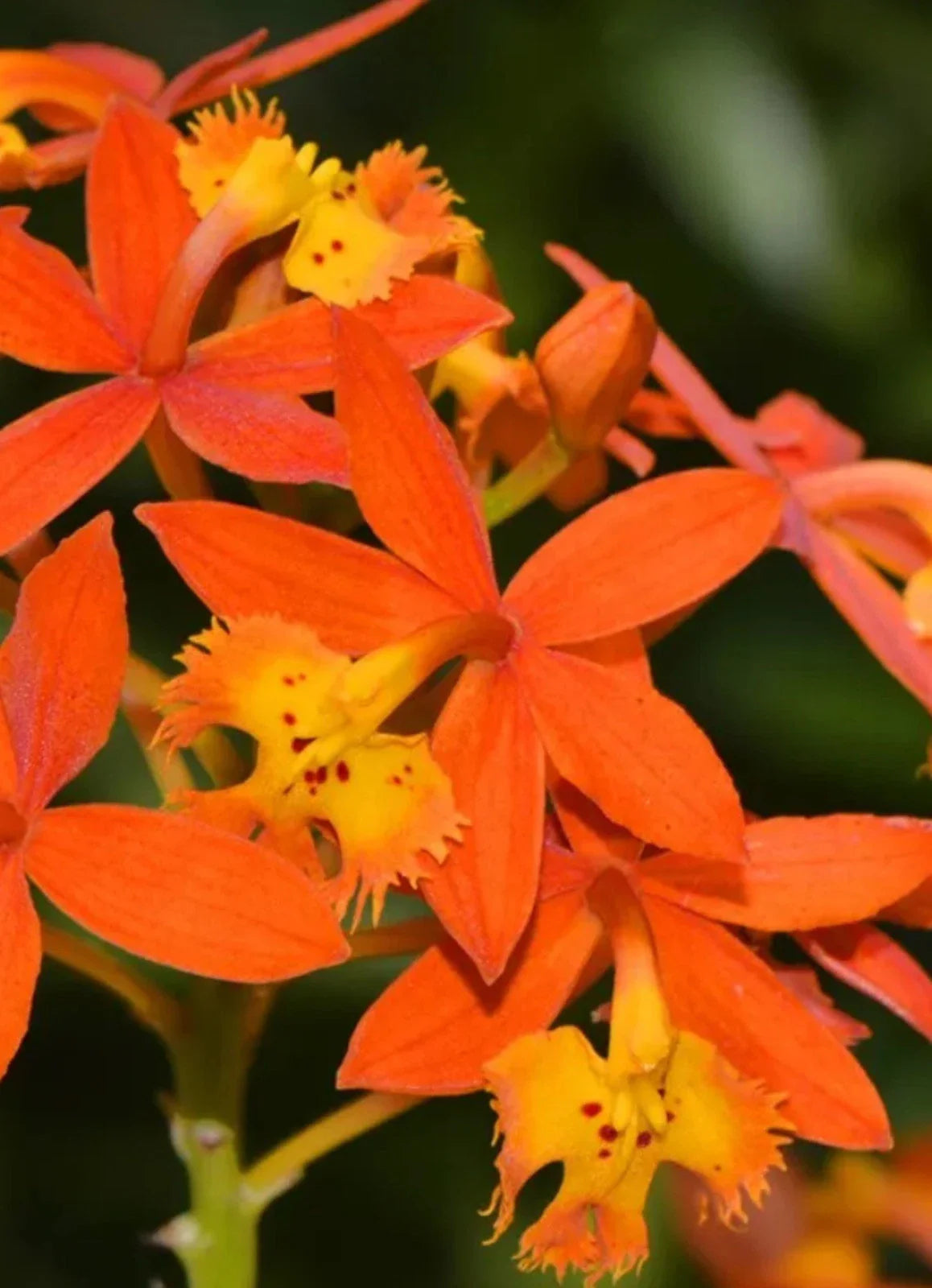 Bare Root Reed Stem Orchid Plant - Epidendrum radicans, Orange Variety, Tropical Orchid for Garden or Home
