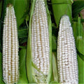 Sweet Corn Seed - Stowell's Evergreen Variety - Open Pollinated - Zea mays