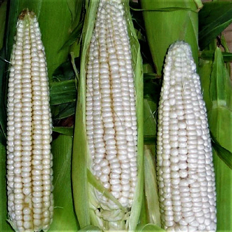 Sweet Corn Seed - Stowell's Evergreen Variety - Open Pollinated - Zea mays