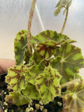 Lime Truffle Begonia Seeds - 25+ Pack for Garden Planting - Begonia 'Lime Truffle' - USA Grown