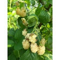 Snowbank Blackberry Plant - 5 Bare Root Starter Plants, Edible Fruit, Rubus, Thorny Variety, Unique White Berries, Zones 5-9