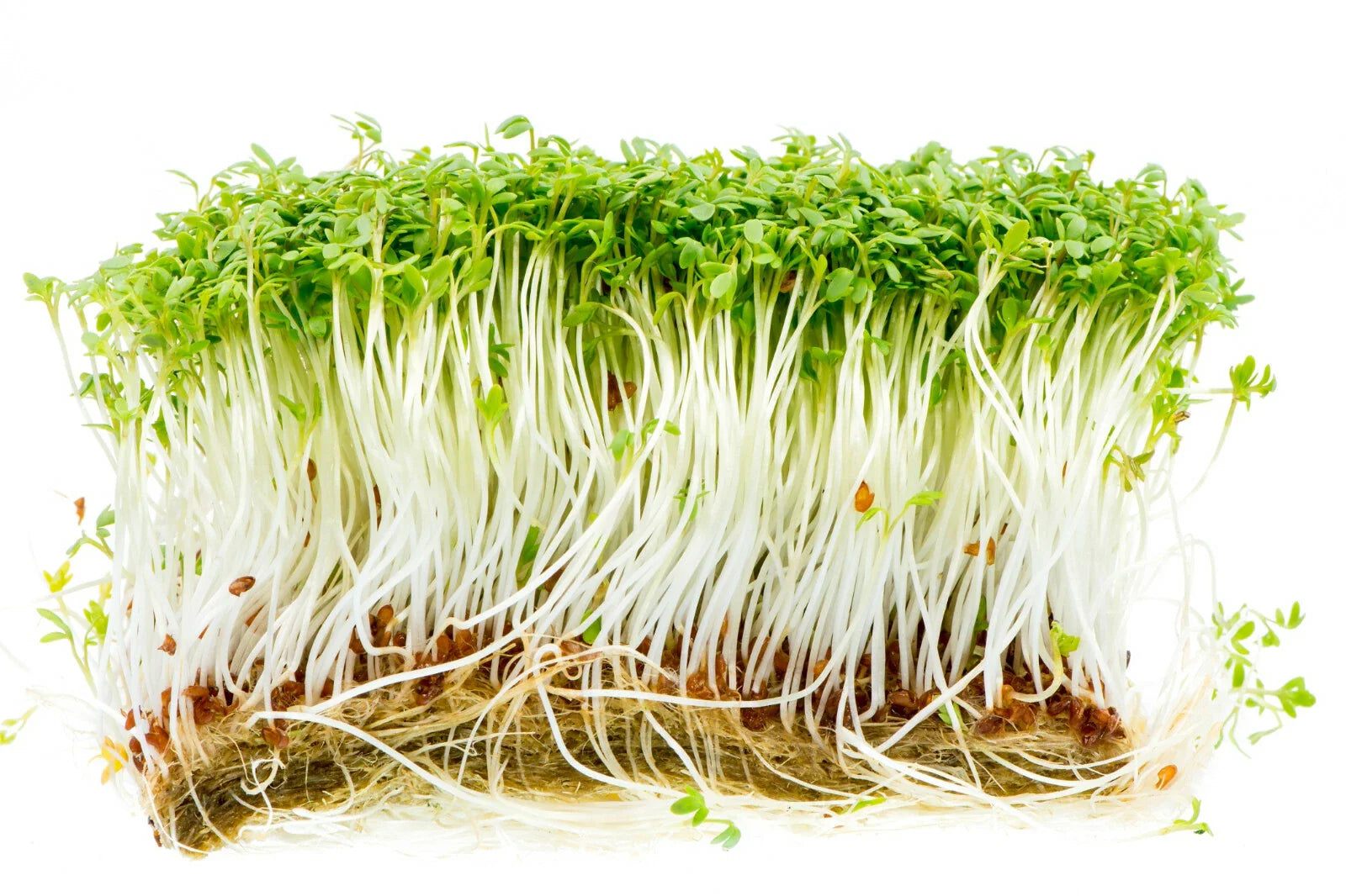 Curled Garden Cress Seeds - 1000+ Non-GMO Seeds for Microgreens - Lepidium sativum