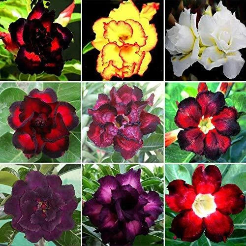 Desert Rose Seeds 100 Mixed Color Adenium Obesum | Grow Your Own | Flower Seeds for Garden or Indoor Planting