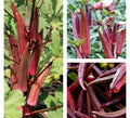 Red Burgundy Okra Seeds - 50+ Non-GMO Heirloom Seeds - Abelmoschus esculentus, FREE SHIPPING