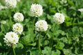 Dutch White Clover Seed - 5 Lbs - Ideal for Food Plot, Cover Crop, Pasture - Trifolium repens