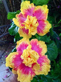 Double Pink Yellow Hibiscus Seeds - 20 Pack - Hardy Exotic Perennial Flower Seeds (Hibiscus rosa-sinensis)