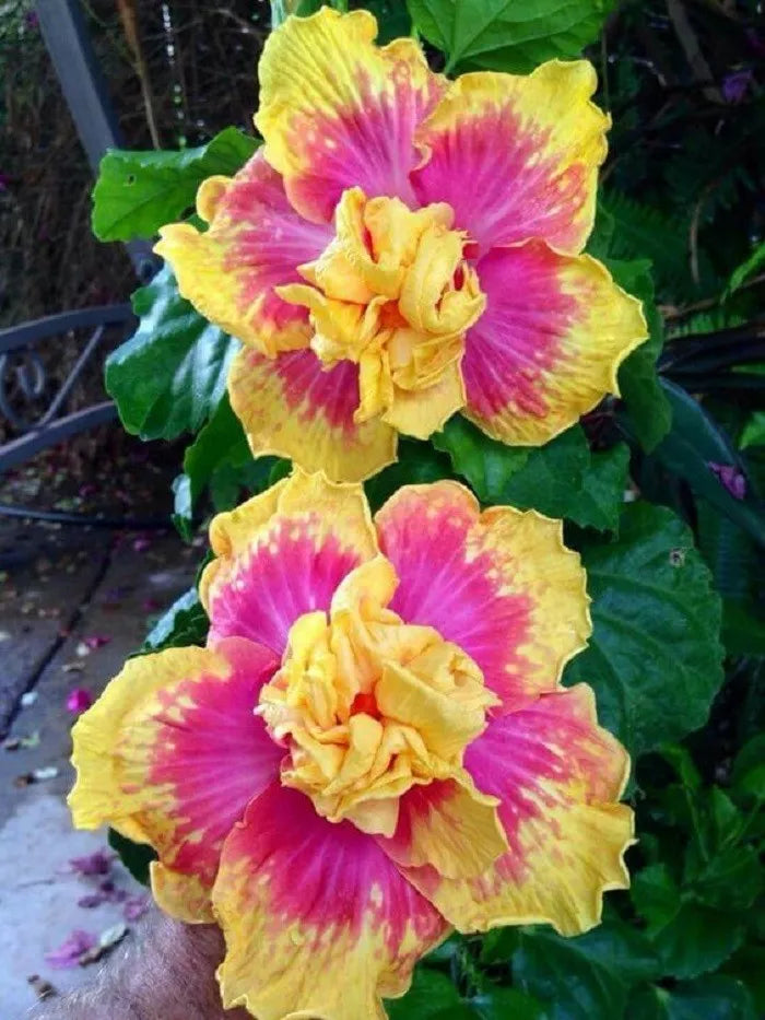 Double Pink Yellow Hibiscus Seeds - 20 Pack - Hardy Exotic Perennial Flower Seeds (Hibiscus rosa-sinensis)