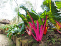 Ruby Red Swiss Chard Seeds, Non-GMO Heirloom Variety, Perfect for Home Garden, Beta vulgaris subsp. cicla