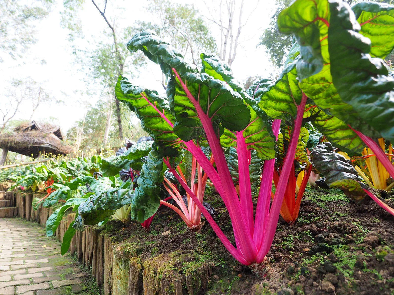 Ruby Red Swiss Chard Seeds, Non-GMO Heirloom Variety, Perfect for Home Garden, Beta vulgaris subsp. cicla