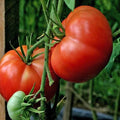 Burpee's Big Boy Tomato Seeds - 30+ Organic NON-GMO Hybrid Seeds - Solanum lycopersicum