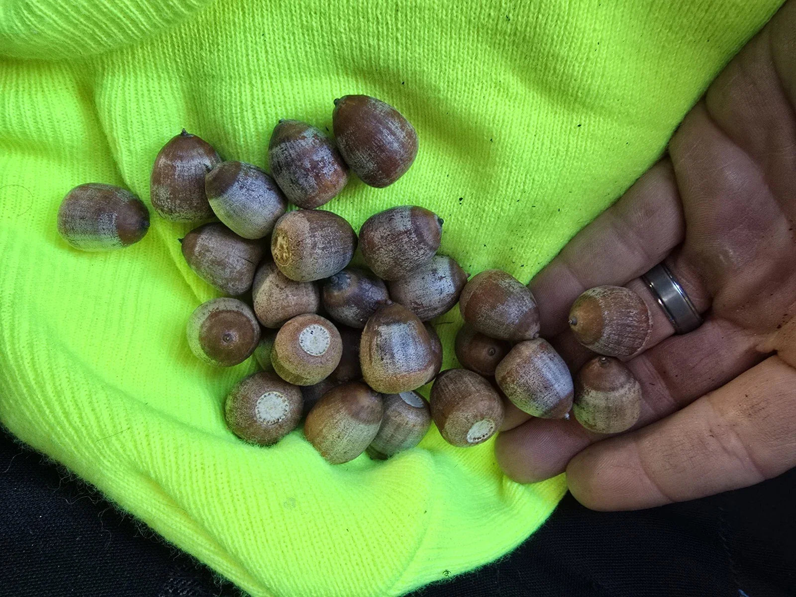 Shumard Oak Acorns 25 Pack Quercus Shumardii 2024 Native Tree Seeds Float Tested