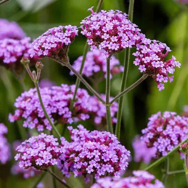Purpletop Verbena Seeds - 100 Organic Seeds - Perennial Flower - Verbena bonariensis - USA Grown, Ships Free