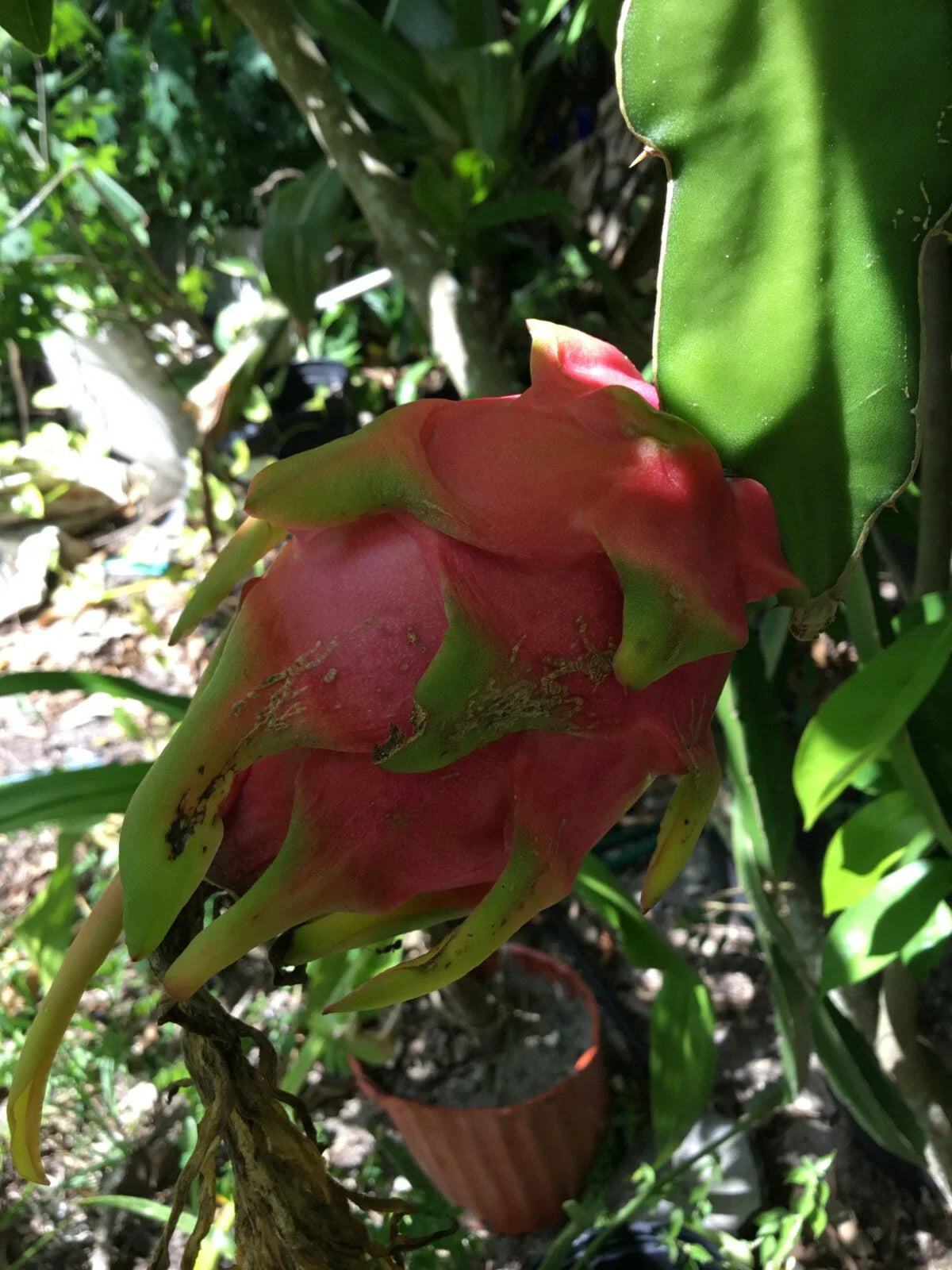 Pomegranate Cuttings - 3 Rooted Cuttings - Wonderful Variety - Punica granatum