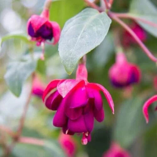 Dollar Princess Fuchsia Live Plant, 4-6" Size, Colorful Blooms, Fuchsia magellanica