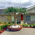 Dragon's Blood Tree Seeds - 10 Pack - Dracaena draco - Exotic Canary Island Palm Bonsai