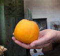 Pumpkin Seeds for Planting - 10 Seeds - Apprentice Variety - Cucurbita pepo - 1 Pound