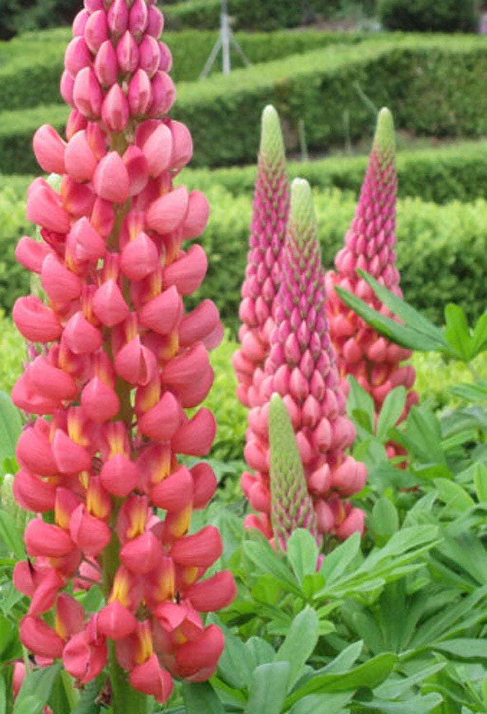 Towering Infero Lupine Seeds - 25 Perennial Flower Seeds - Lupinus polyphyllus - US Seller