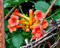 Orange Trumpet Vine Live Plant 8-16" Hummingbird Attractant Set of 2 - Campsis radicans