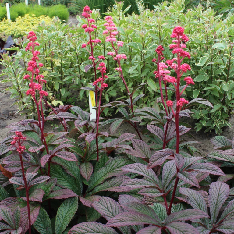 Rodgersia ‘Bronze Peacock’ Live Starter Plant - Hardy Perennial with Bronze Foliage - Ideal for Shade Gardens