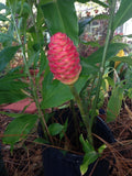 Shampoo Ginger Rhizomes - 3 Pack - Pinecone Ginger - Zingiber Zerumbet - Tropical Houseplant - Exotic Garden Plant