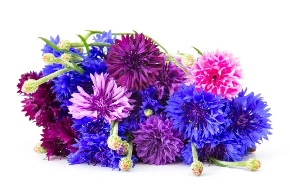 Polka Dot Bachelor Button Seeds - 1,000 Heirloom Non-GMO Seeds for Planting - Centaurea cyanus