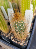 Pilosocereus densiareolatus Cactus - Succulent Plant - GO 21 Variety - Unique Desert Decor