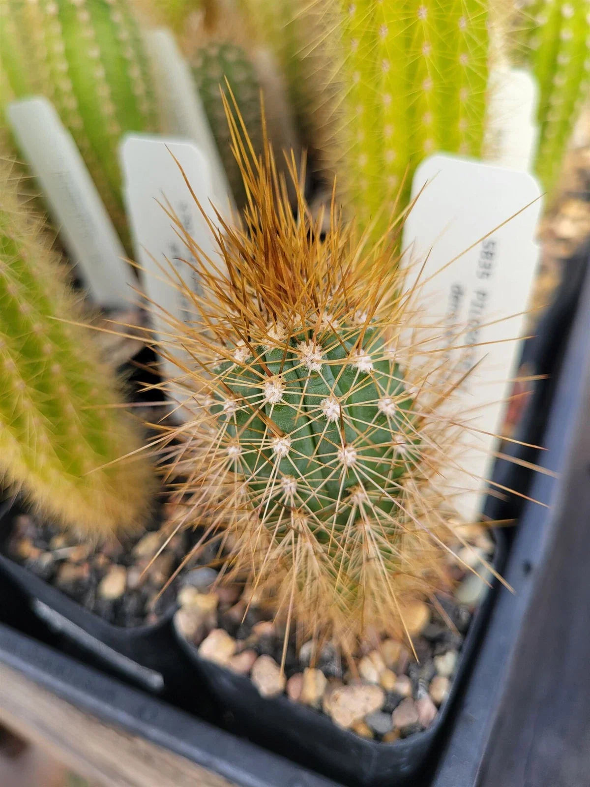 Pilosocereus densiareolatus Cactus - Succulent Plant - GO 21 Variety - Unique Desert Decor