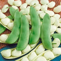 Lima Bean Seeds 75 Count - Fordhook 242 Variety - Easy to Grow, Award Winning, Organic Gardening