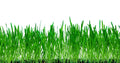 No-Till Winter Rye Cover Crop Seeds 10 Lbs - Non-GMO Deer & Turkey Food Plot - Secale cereale