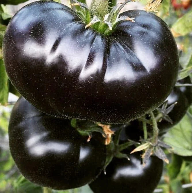 Black Sea Man Tomato Seeds - 30+ Heirloom Organic Seeds - Rare Variety - Solanum lycopersicum
