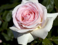 Francis Meilland Rose Cuttings 6” Fresh Unrooted Cuttings Rosa 'Francis Meilland'