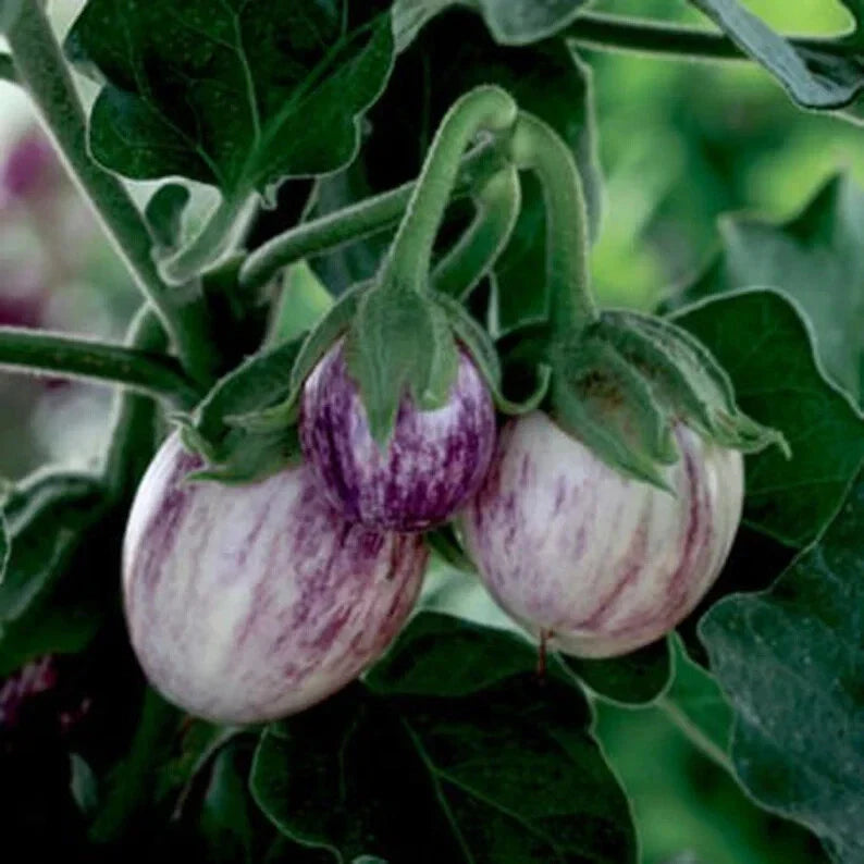 Organic Patio Pinstripe Eggplant Seeds - 50 Count - Non-GMO, USA Grown, Perfect for Home Gardens, Solanum melongena