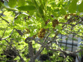Thornless Honey Locust Seeds, 25 Count, Gleditsia triacanthos Inermis, Drought-Tolerant, Fast-Growing Tree