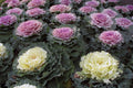 Ornamental Kale Seeds Non-GMO - Colorful Varieties for Gardening - Brassica oleracea