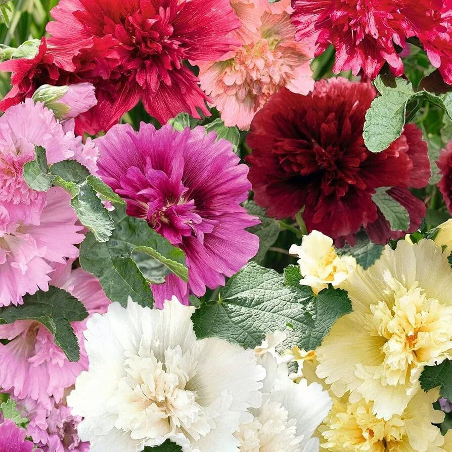 Hollyhock Seeds - 40 Summer Carnival Mix - Perennial Fall Flowers - Alcea rosea