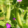 Dwarf Grey Sugar Pod Snow Pea Seeds | Asian Snap Peas | Fresh Seeds for 2025 | Pisum sativum