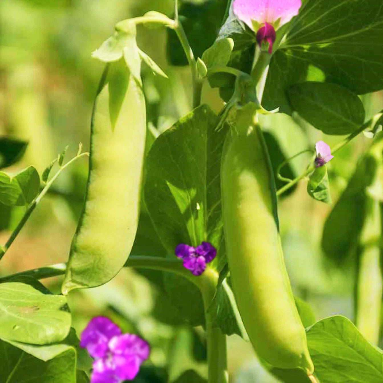 Dwarf Grey Sugar Pod Snow Pea Seeds | Asian Snap Peas | Fresh Seeds for 2025 | Pisum sativum