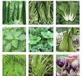 Asian Vegetable Seeds Bundle - 20 Packets for Home Gardening - Grow Your Own Food