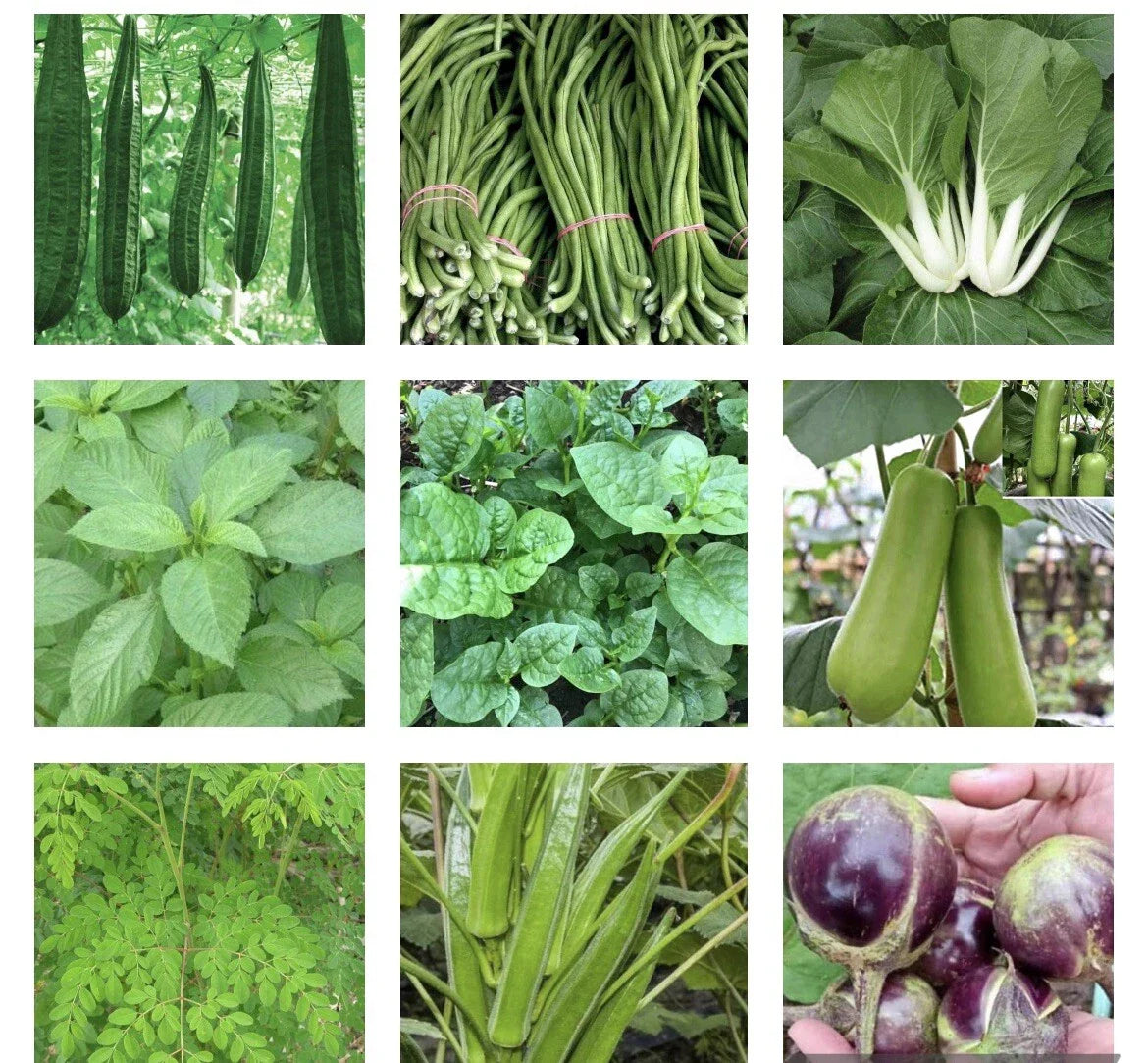 Asian Vegetable Seeds Bundle - 20 Packets for Home Gardening - Grow Your Own Food