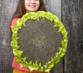 Giant Mongolian Sunflower Seeds - 50+ Heirloom Non-GMO Fresh Seeds - Helianthus annuus