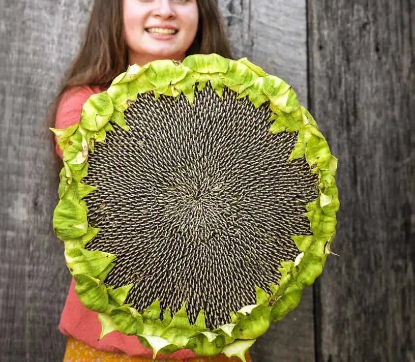 Giant Mongolian Sunflower Seeds - 50+ Heirloom Non-GMO Fresh Seeds - Helianthus annuus