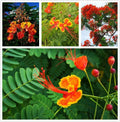 Red Bird of Paradise Flower Seeds (15 Seeds) - Caesalpinia pulcherrima, Tropical Plant, Bright Red Blooms, Garden Seeds