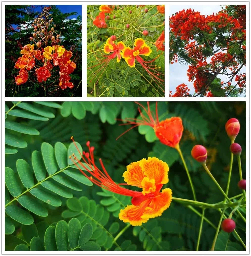 Red Bird of Paradise Flower Seeds (15 Seeds) - Caesalpinia pulcherrima, Tropical Plant, Bright Red Blooms, Garden Seeds