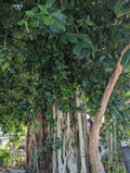 Ficus Cuttings | Banyan Tree Cuttings | Ficus benghalensis | Fresh Cut, Ready to Root