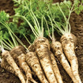 Organic Hamburg Root Parsley Seeds - 500 Pack - Petroselinum crispum - USA Grown, Free Shipping