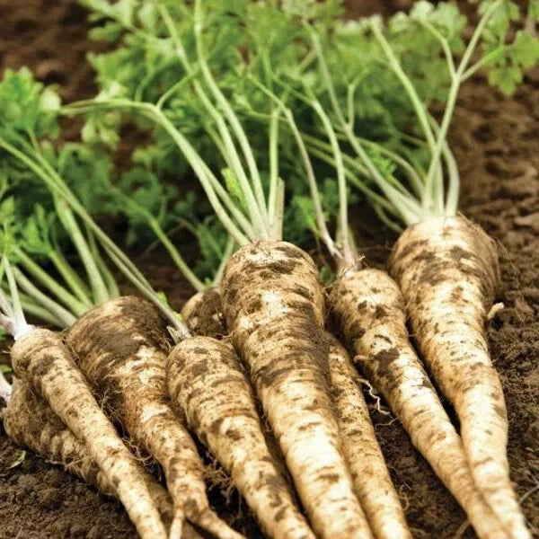Organic Hamburg Root Parsley Seeds - 500 Pack - Petroselinum crispum - USA Grown, Free Shipping