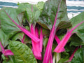 Swiss Chard Seed - Pink Lipstick Variety - Fresh Seeds for Gardening - Beta vulgaris subsp. cicla