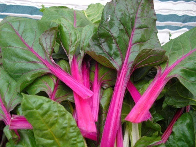 Swiss Chard Seed - Pink Lipstick Variety - Fresh Seeds for Gardening - Beta vulgaris subsp. cicla