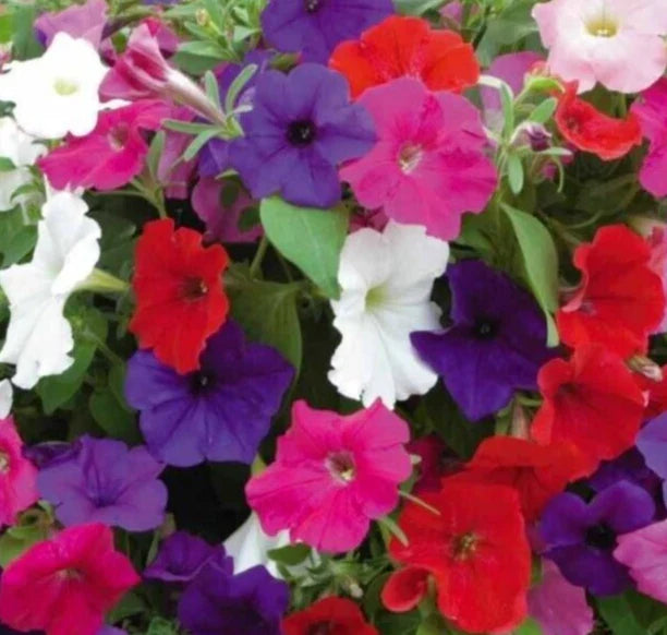 Petunia Seeds 4000+ Dwarf Mix Annual Flower Garden - Mixed Colors (Petunia spp.)